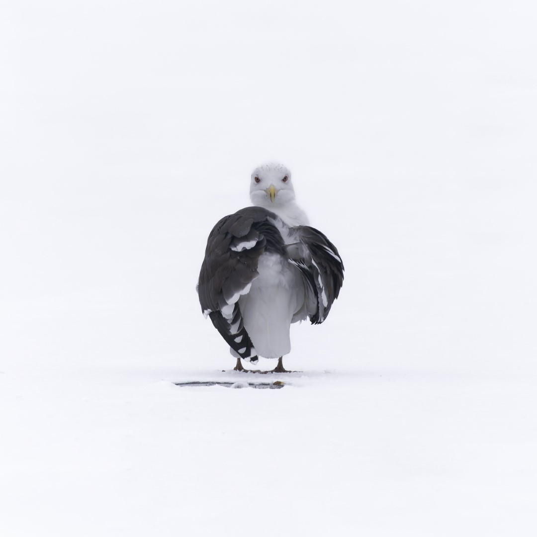 Great Black-backed Gull