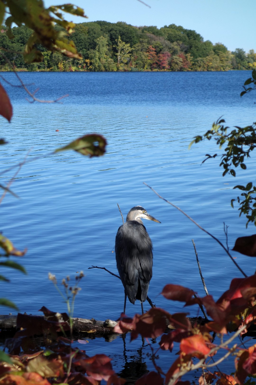 Great Blue Heron