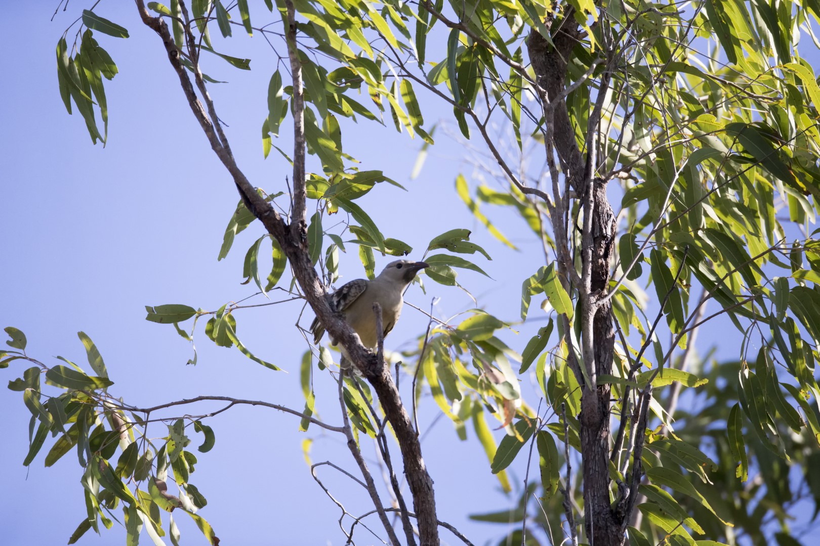 Great Bowerbird