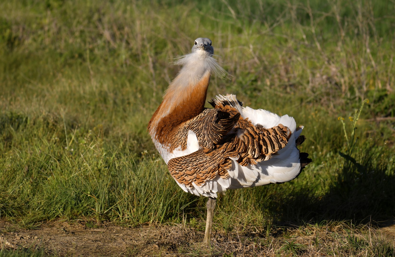 Great Bustard