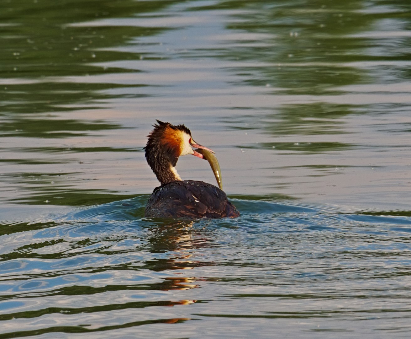Great Crested Grebe