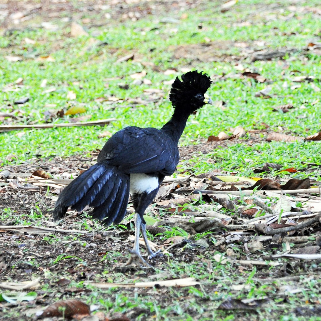 Great Curassow