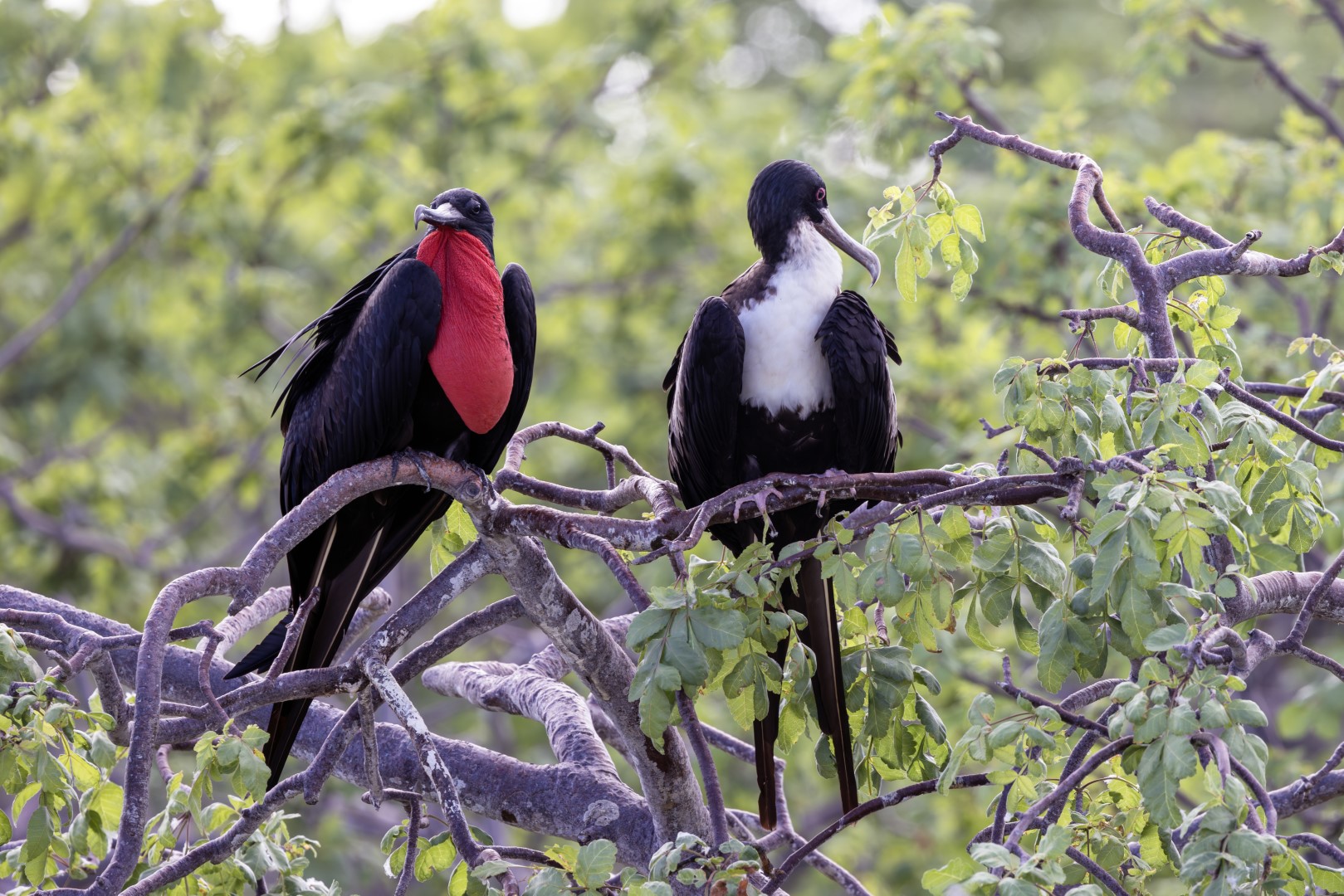 Great Frigatebird