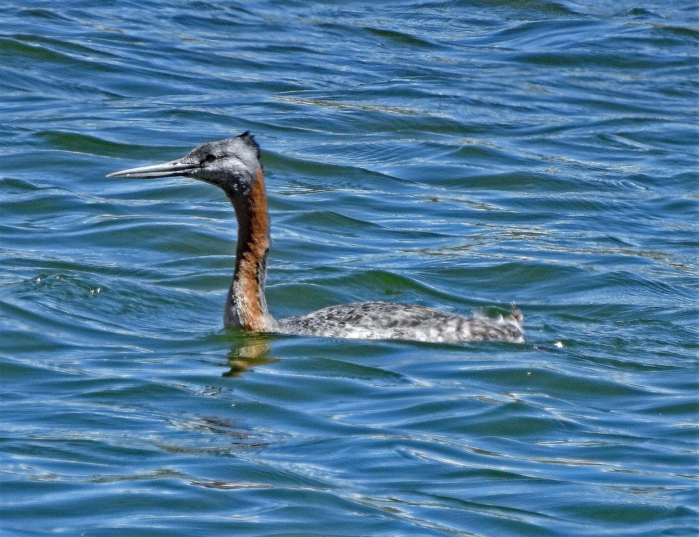 Great Grebe