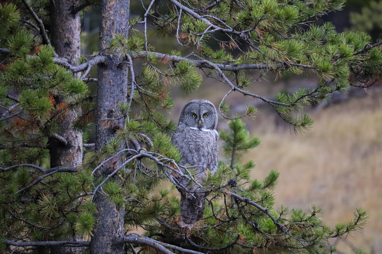 Great Grey Owl