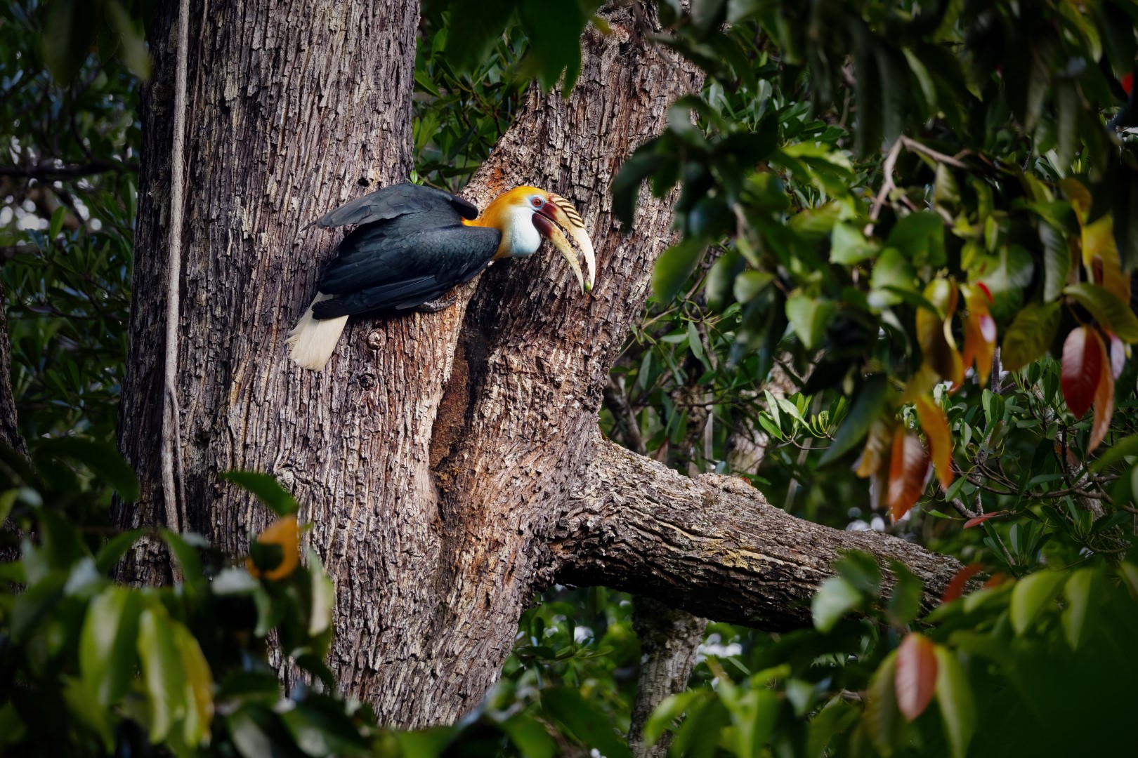 Great Hornbill