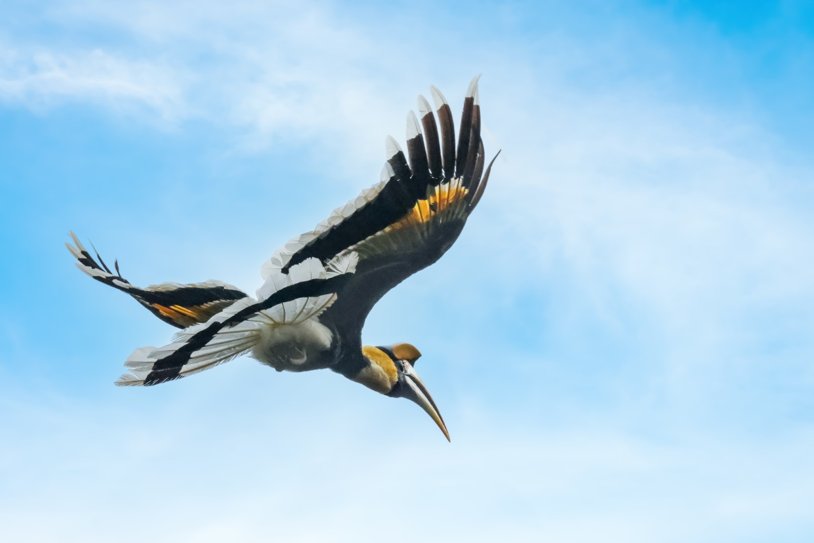 Great Hornbill