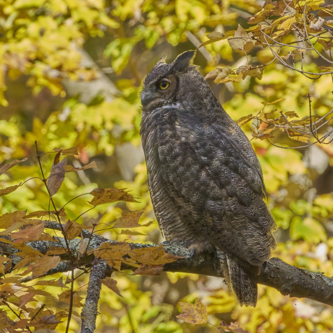Great Horned Owl