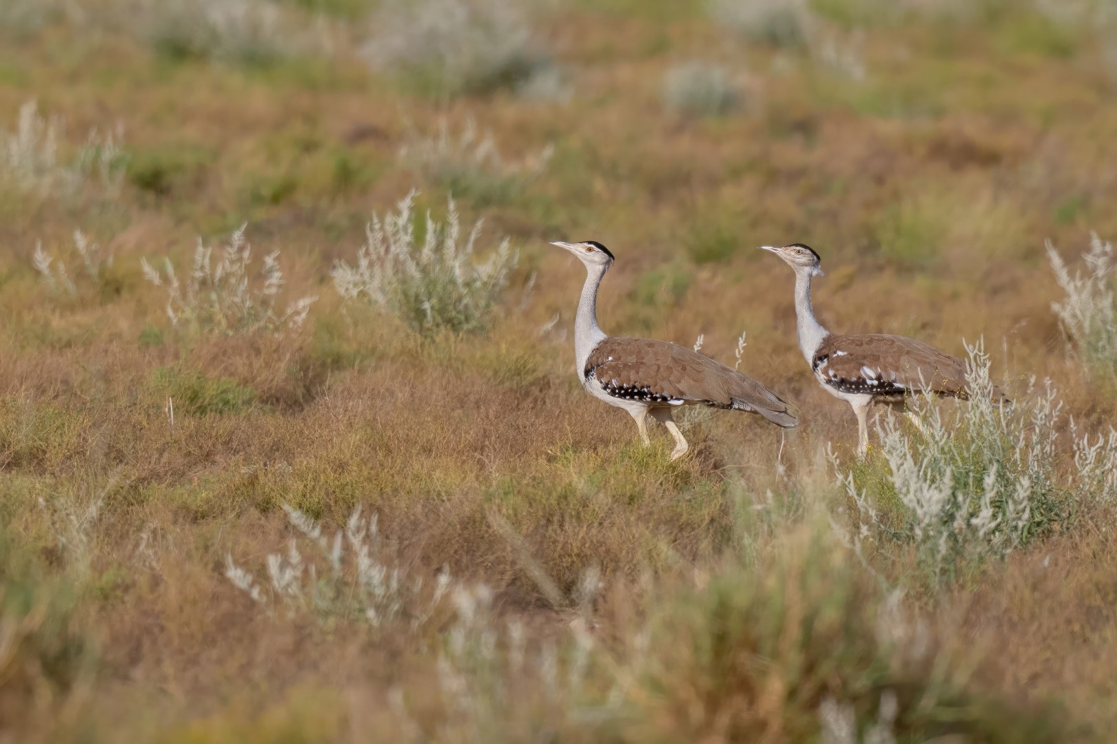 Great Indian Bustard