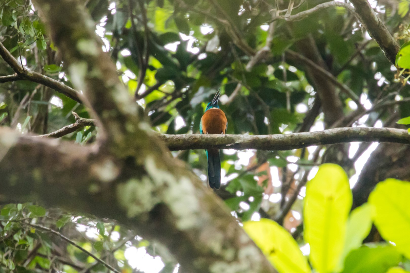 Great Jacamar