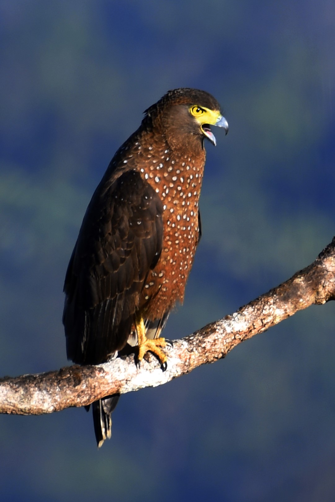 Great Nicobar serpent eagle