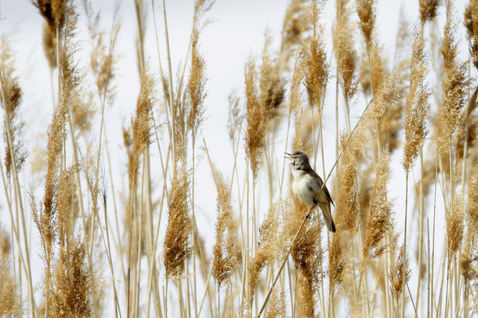 Great Reed Warbler