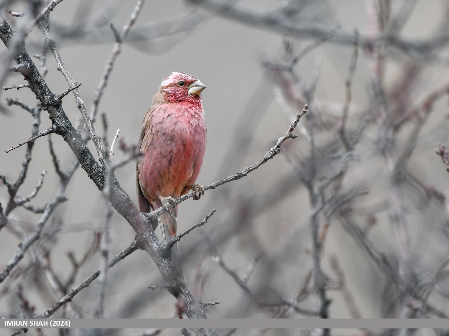 Great Rosefinch