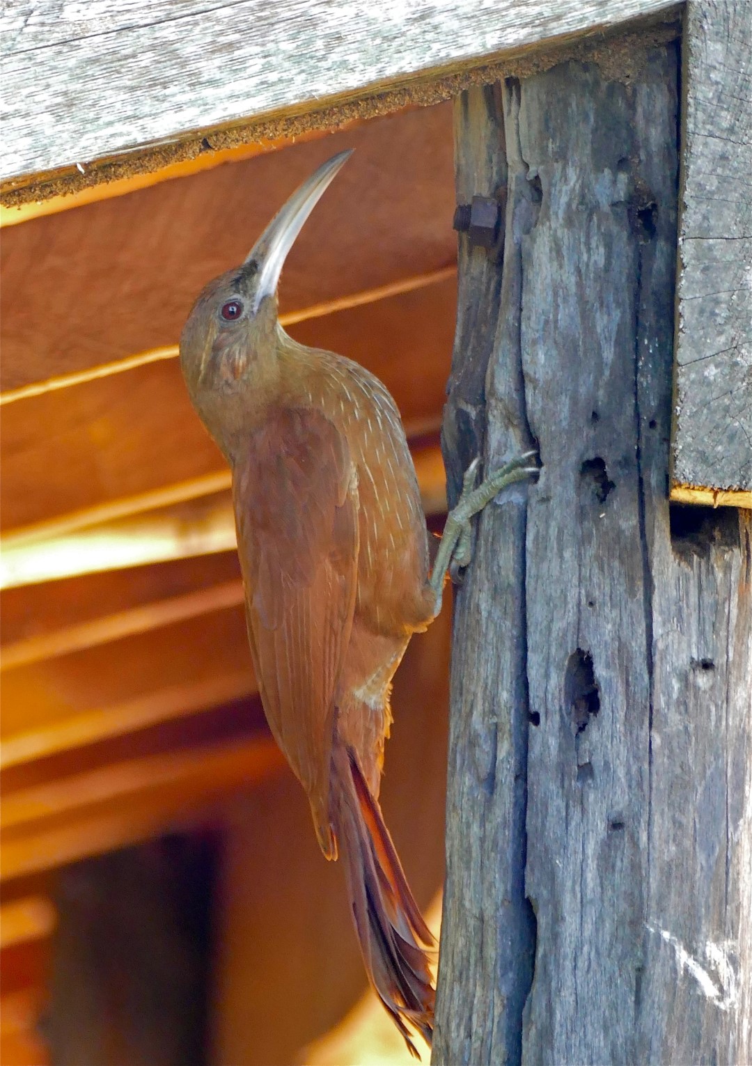 Great Rufous Woodcreeper