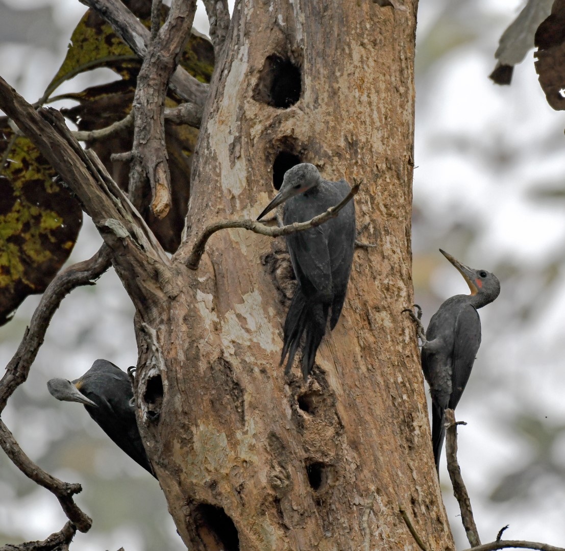 Great Slaty Woodpecker