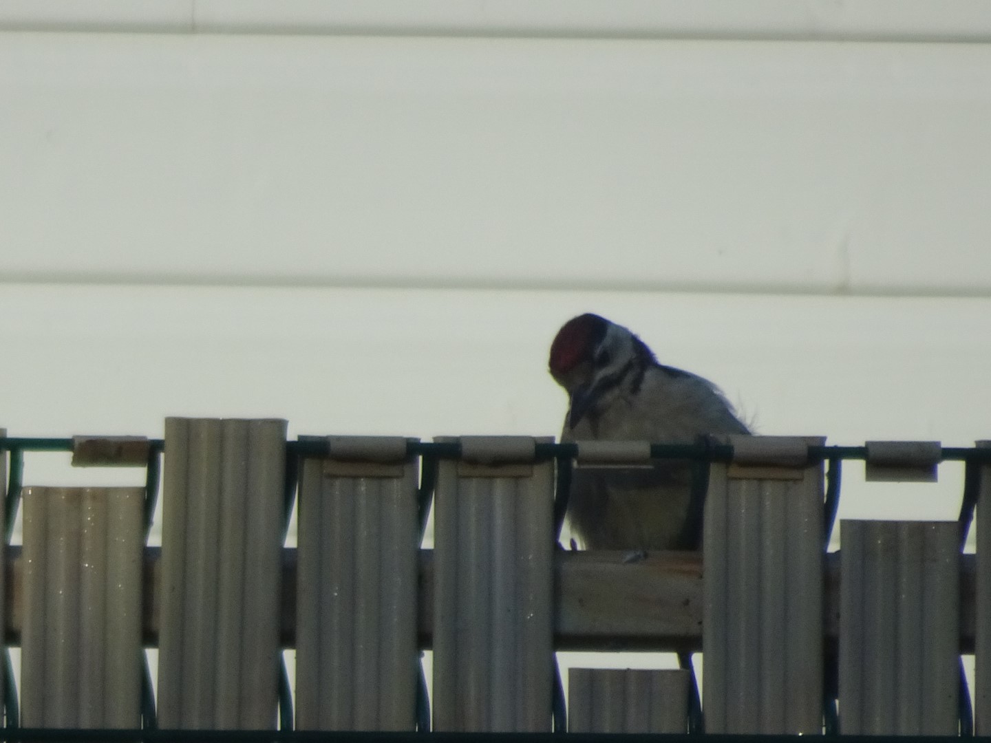Great Spotted Woodpecker