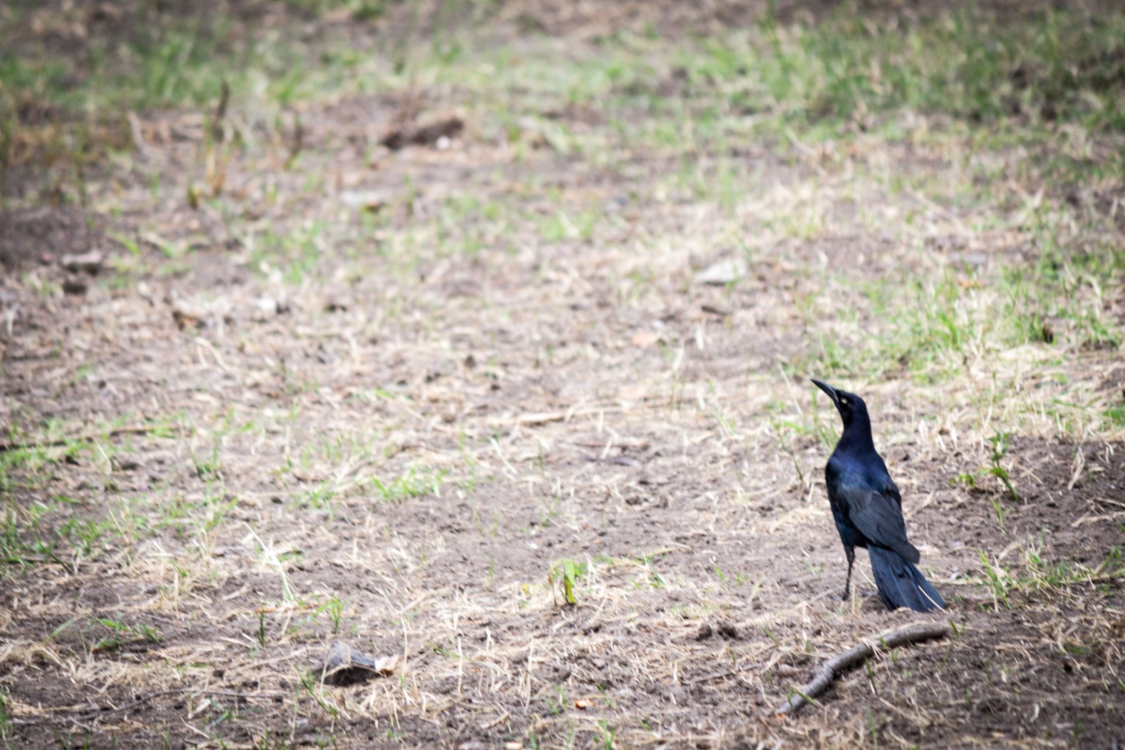 Great-tailed Grackle