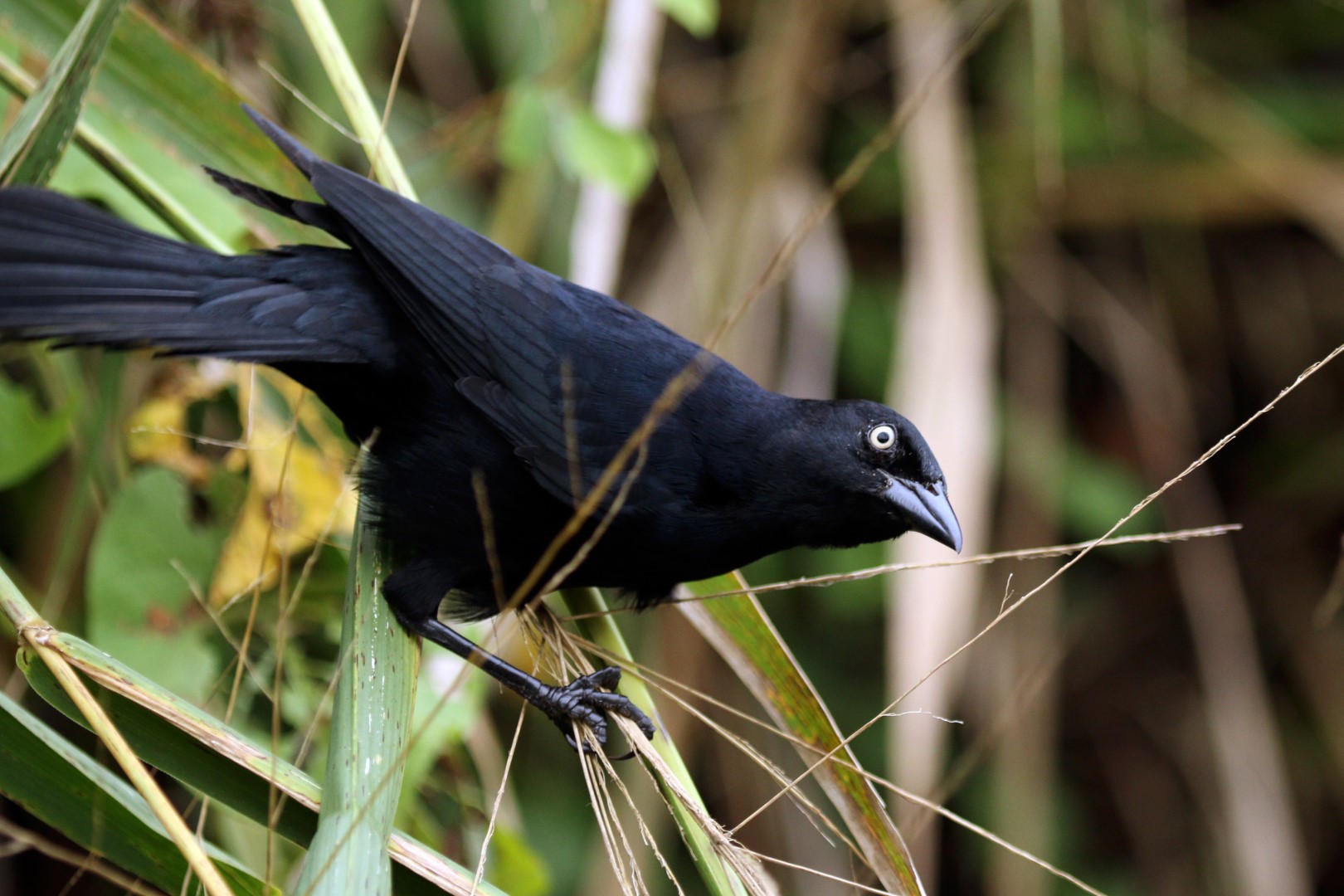 Great-tailed Grackle
