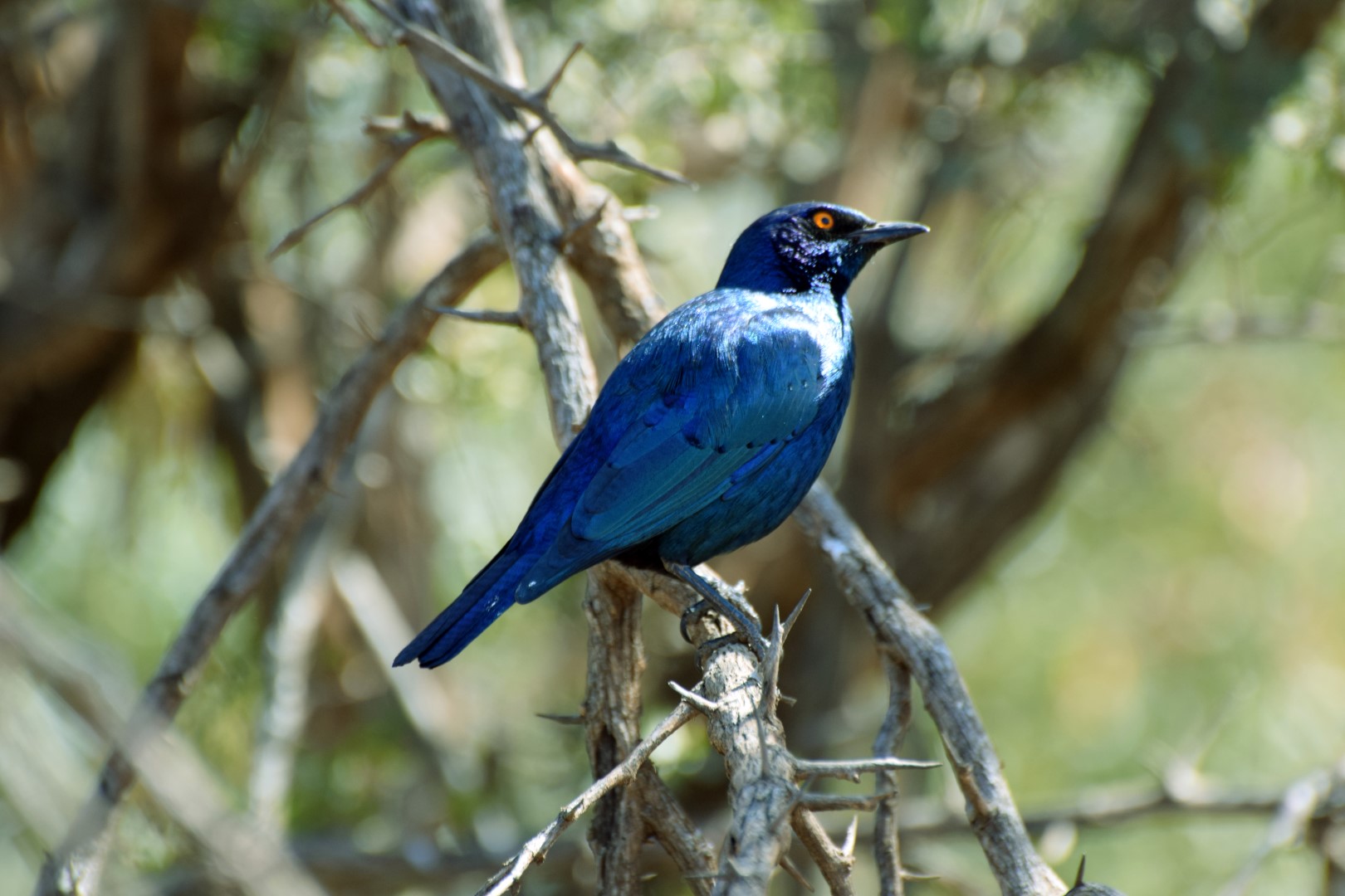 Greater Blue-eared Glossy-starling