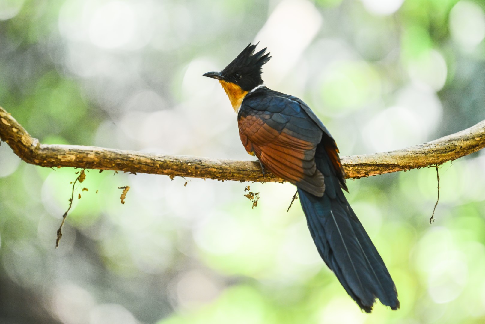Greater Coucal