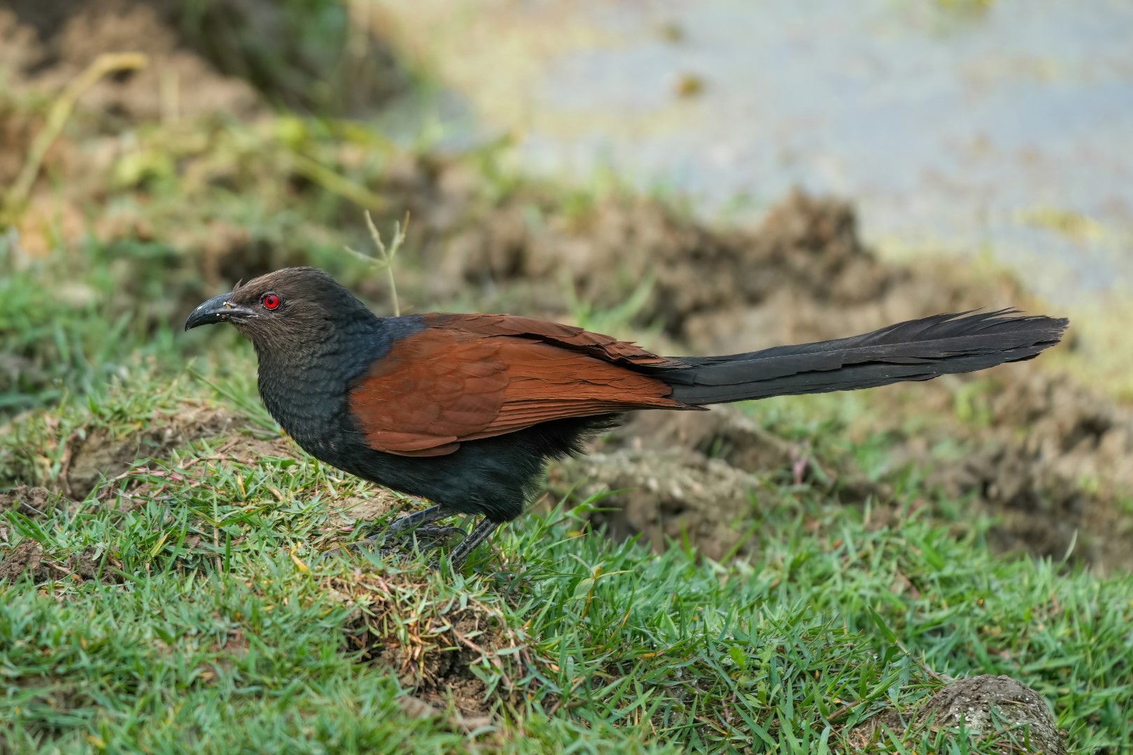Greater Coucal
