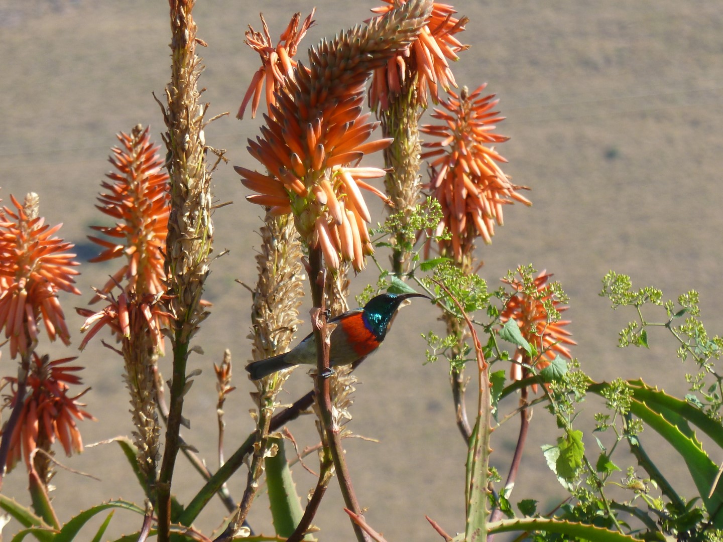 Greater Double-collared Sunbird
