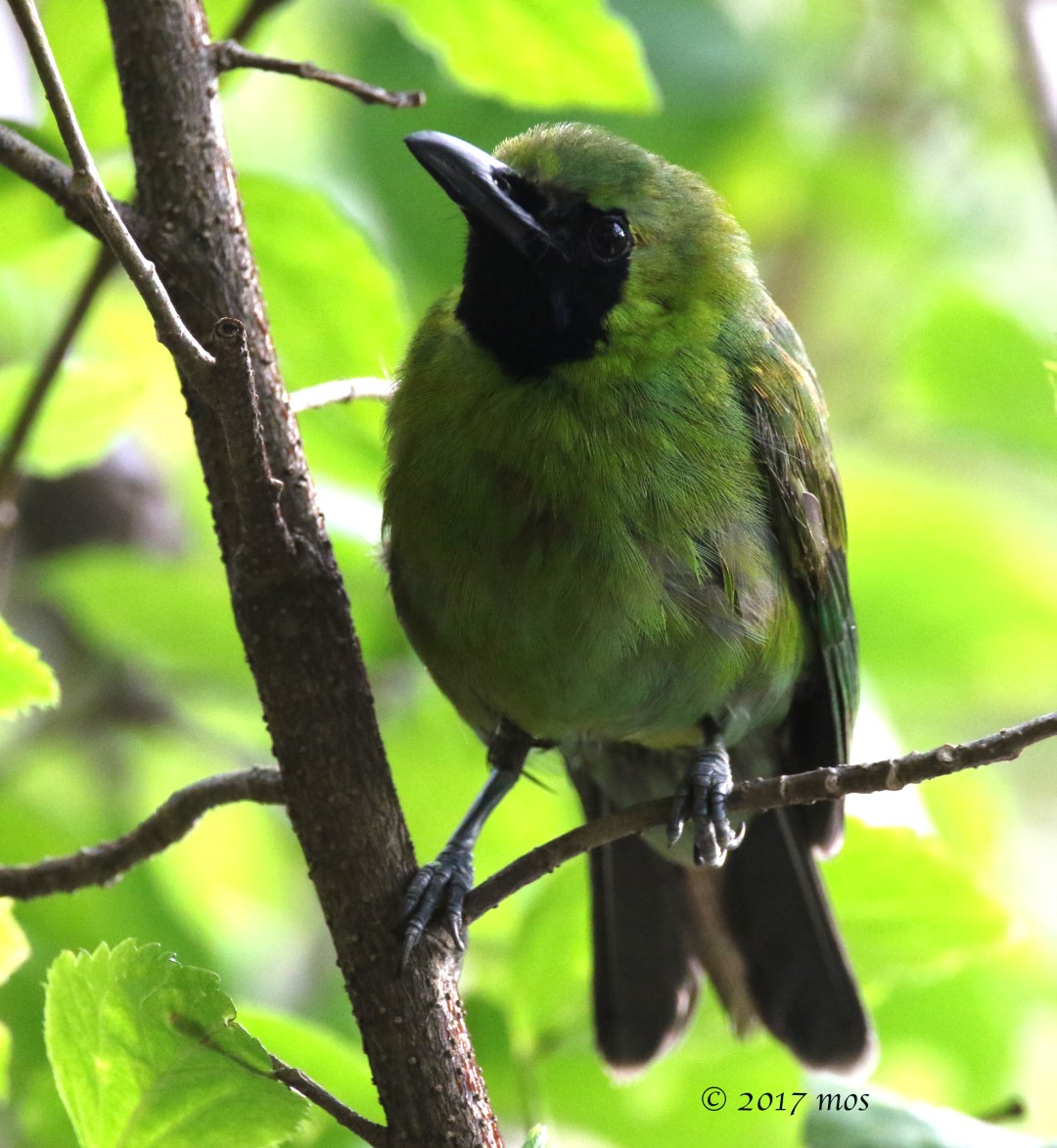 Greater Green Leafbird