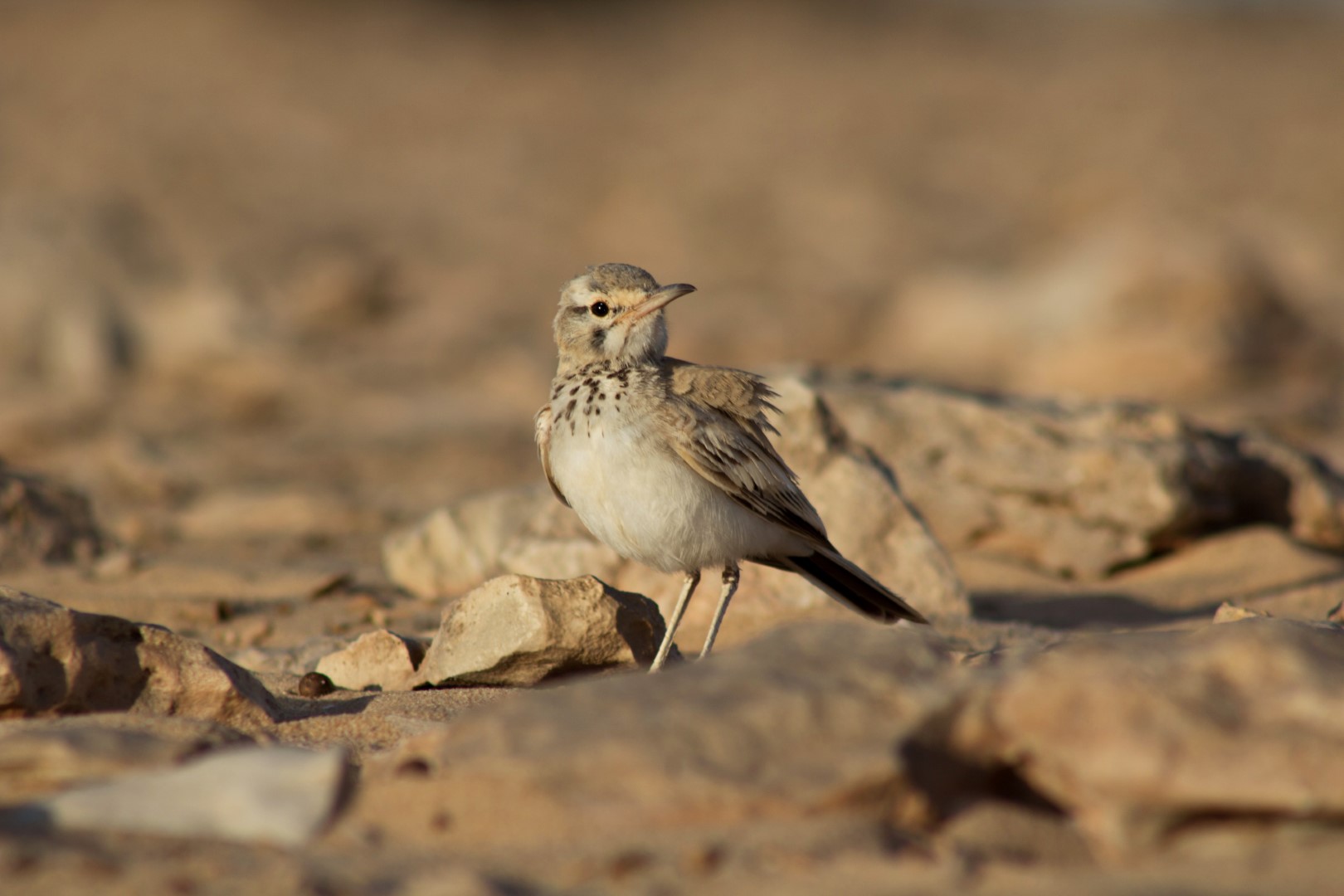 Greater Hoopoe-Lark
