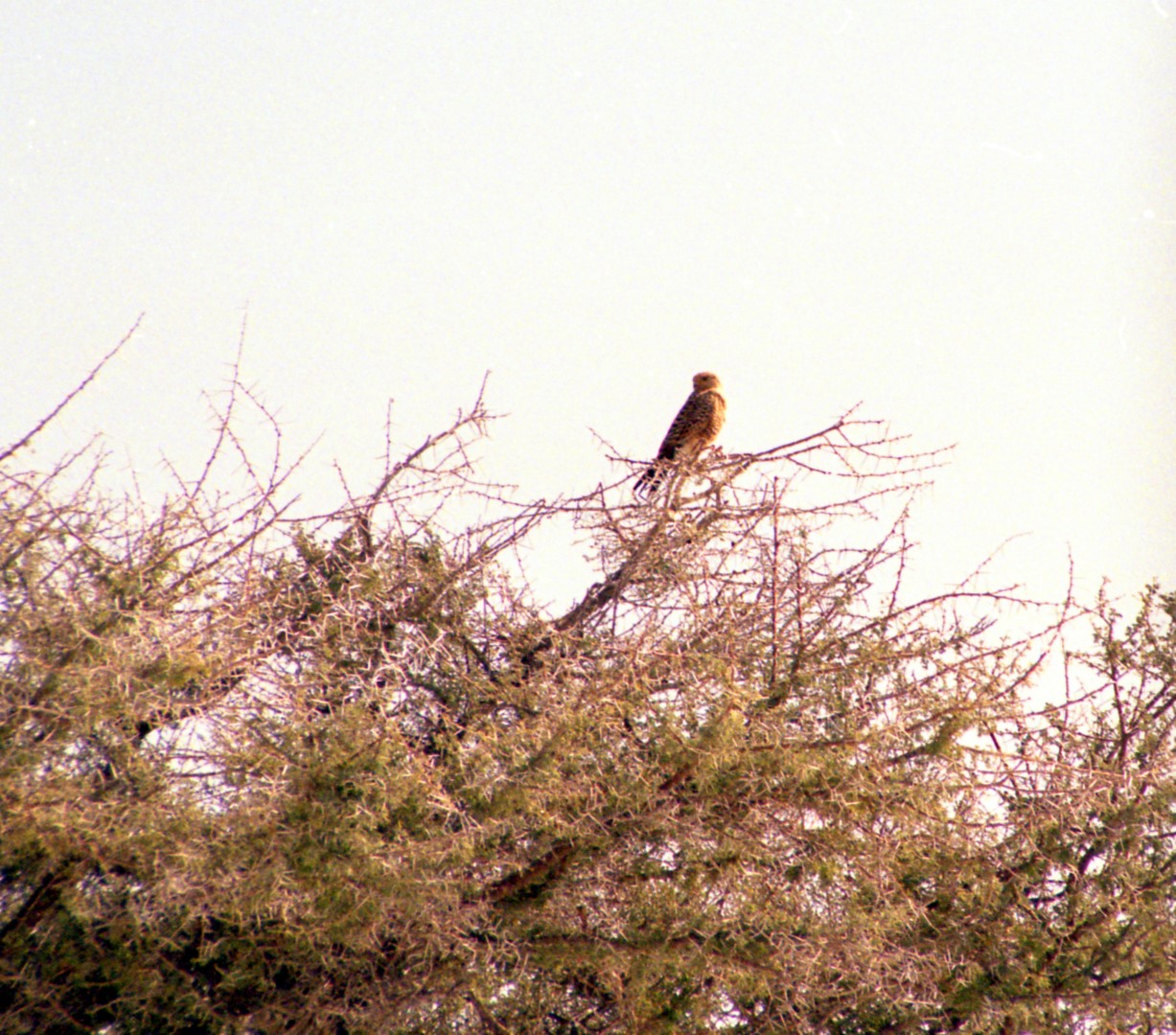 Greater kestrel