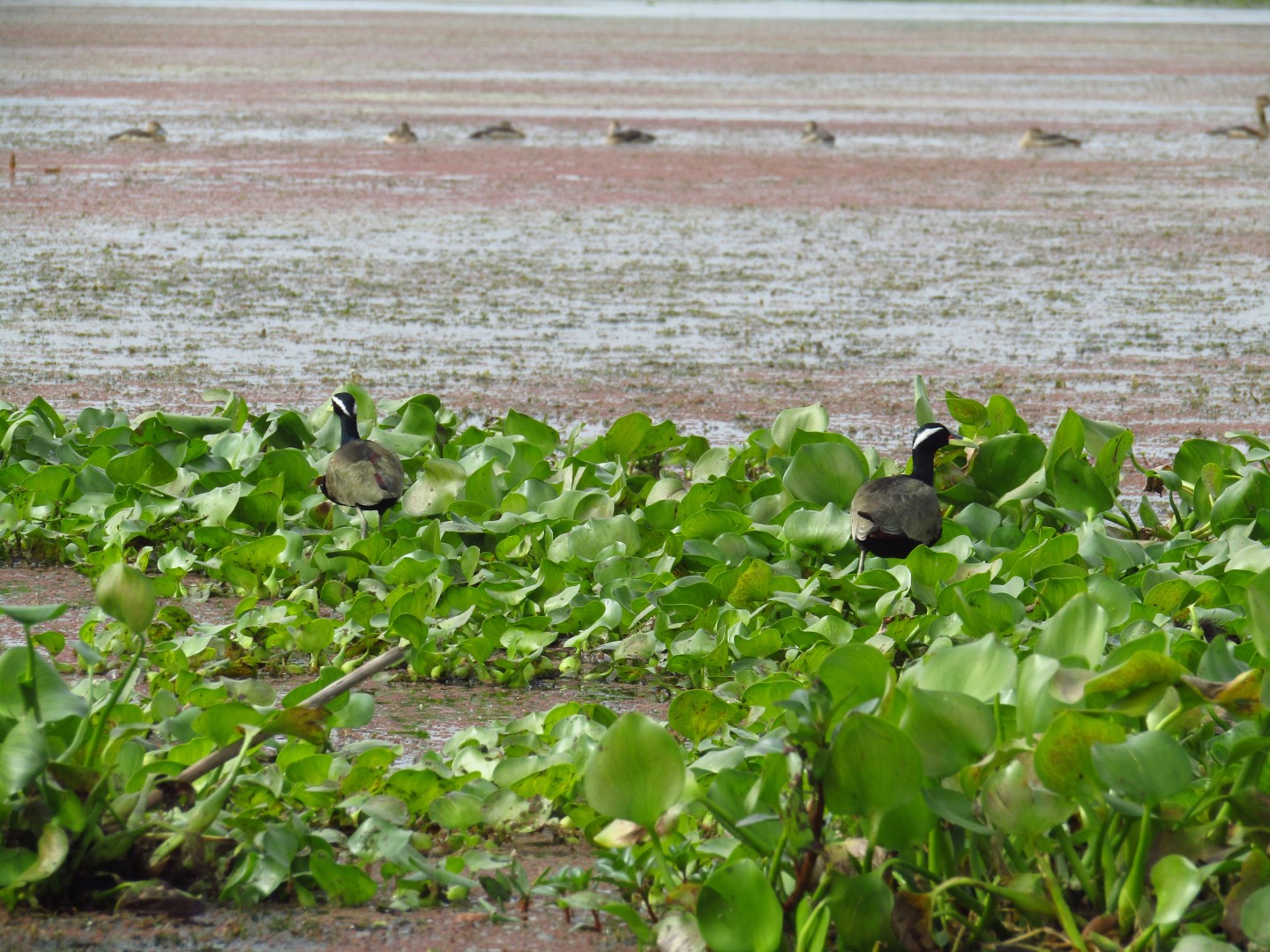 Greater Painted-snipe
