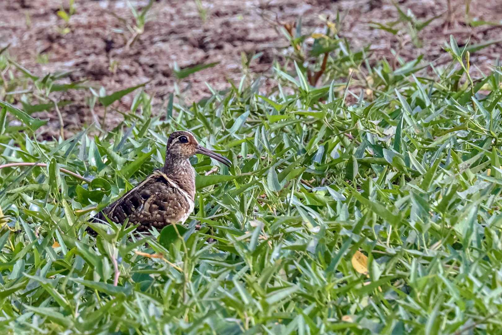 Greater Painted-snipe