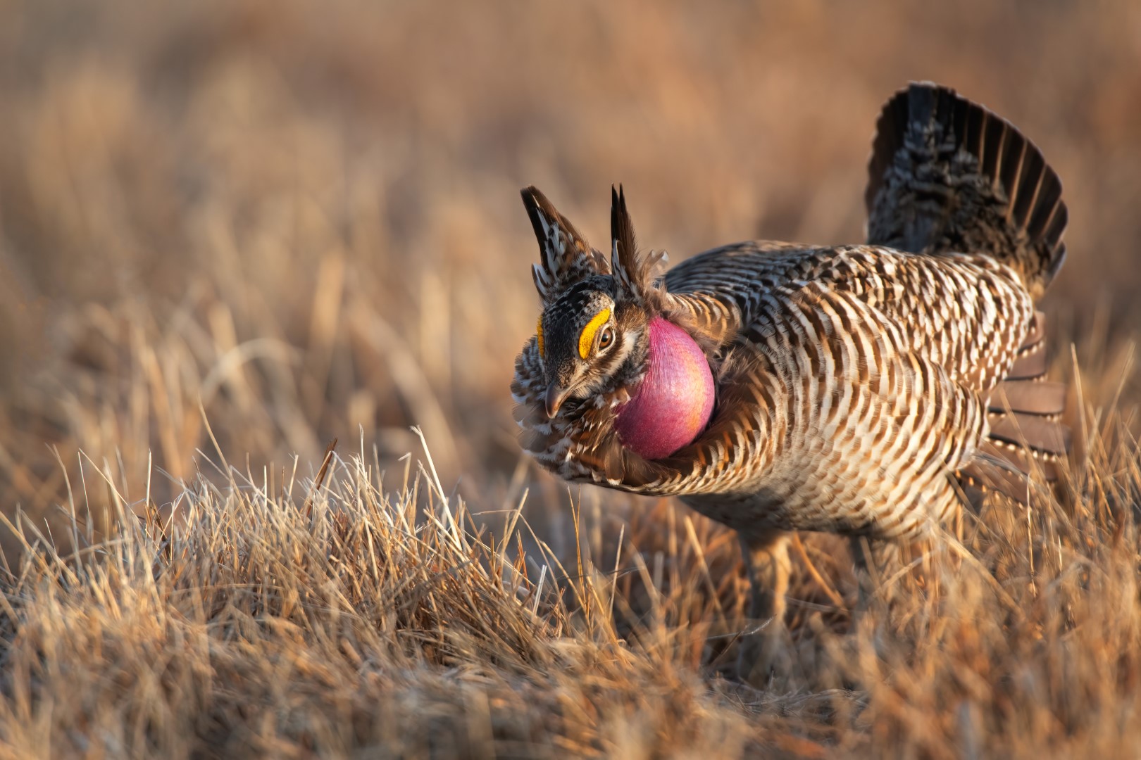 Greater Prairie Chicken