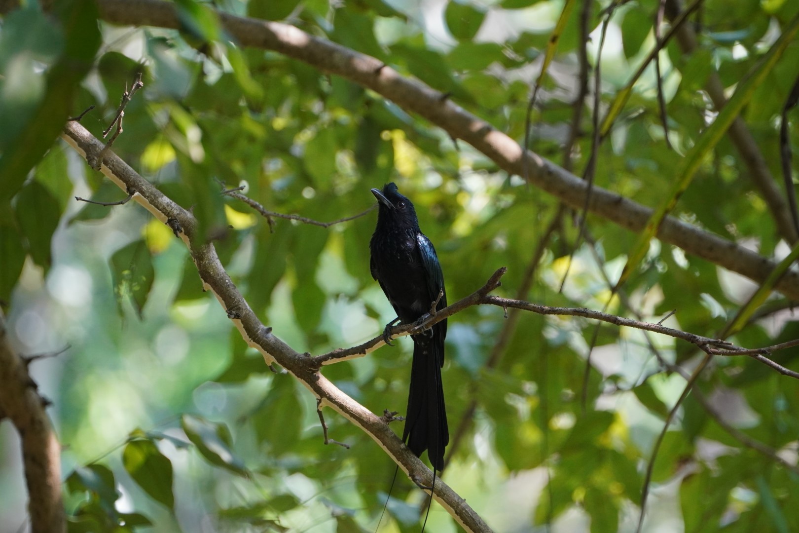 Greater Racket-tailed Drongo