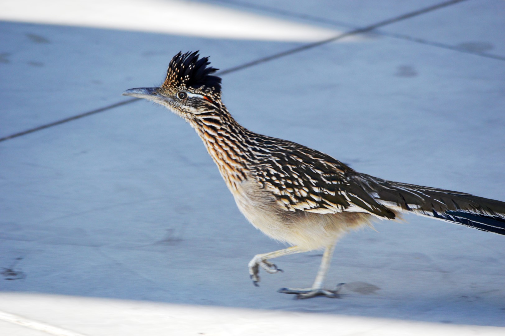 Greater Roadrunner