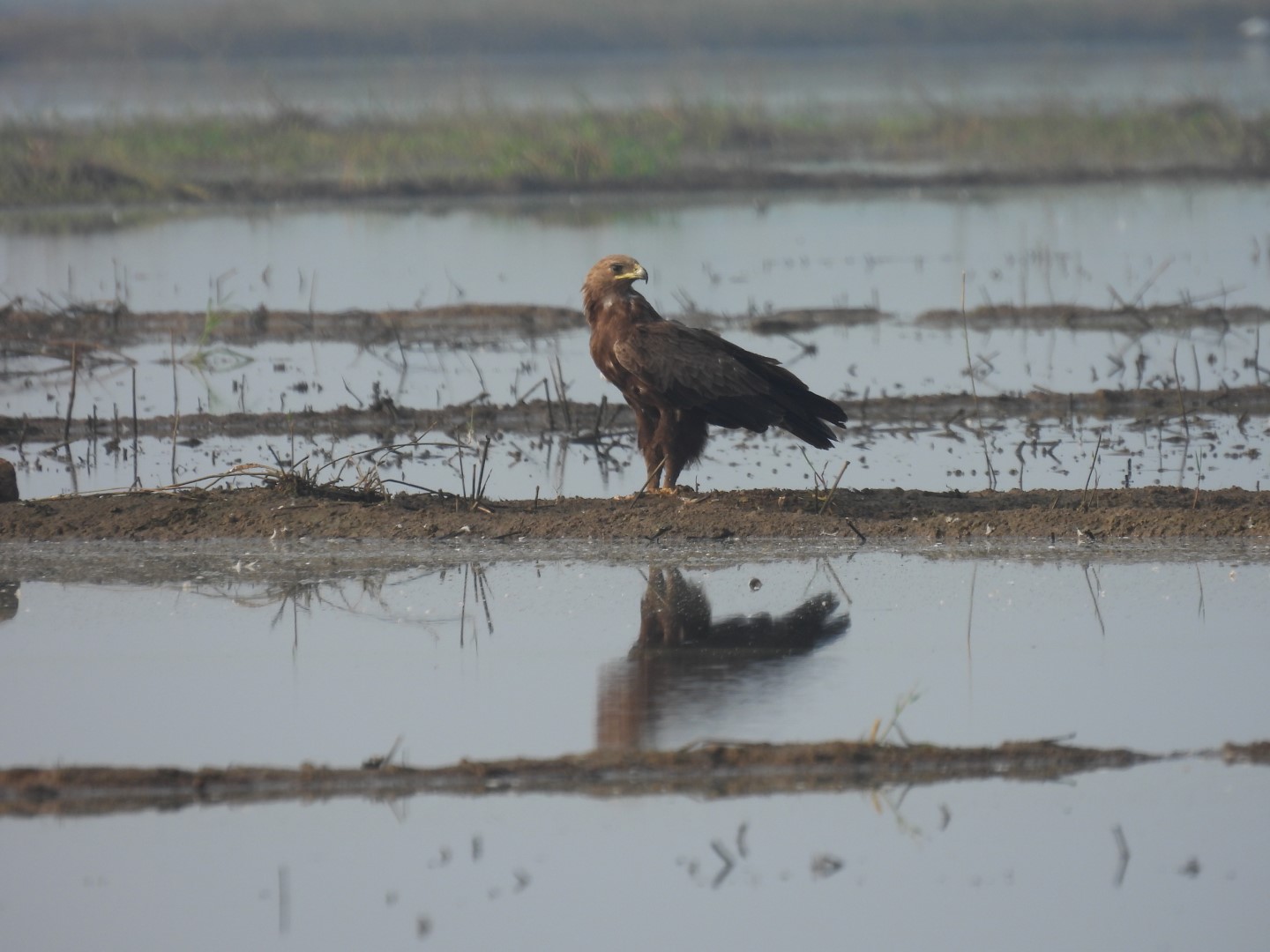 Greater Spotted Eagle