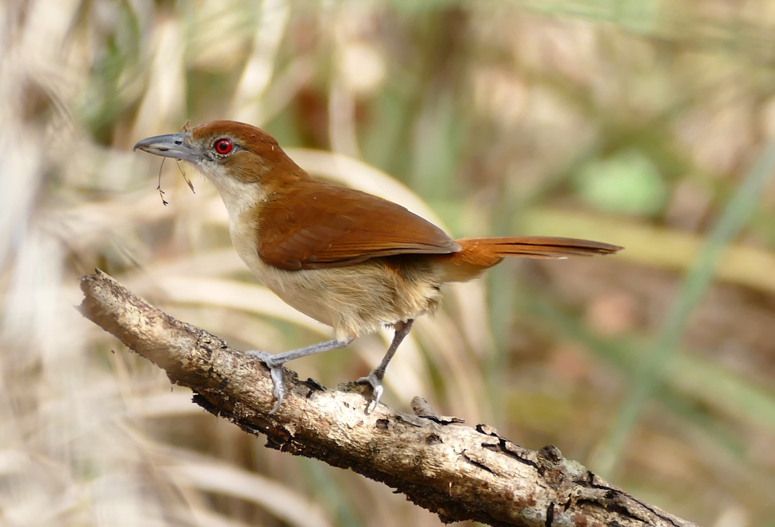 Greater Swallow-tailed Swift