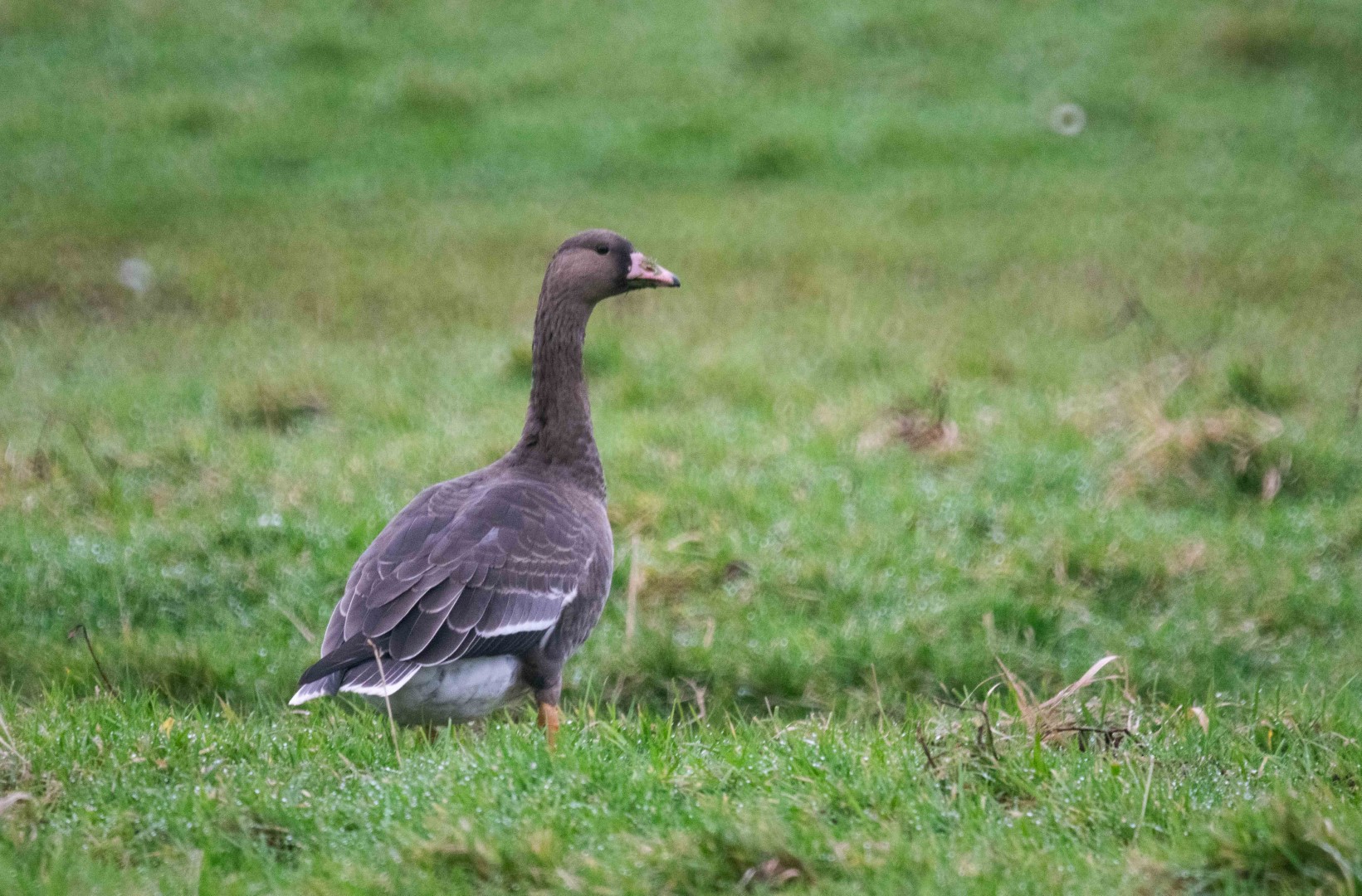 Greater White-fronted Goose