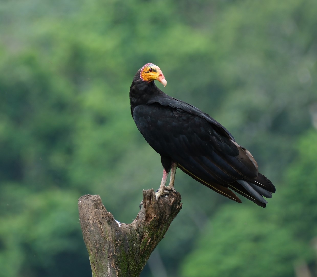 Greater Yellow-headed Vulture