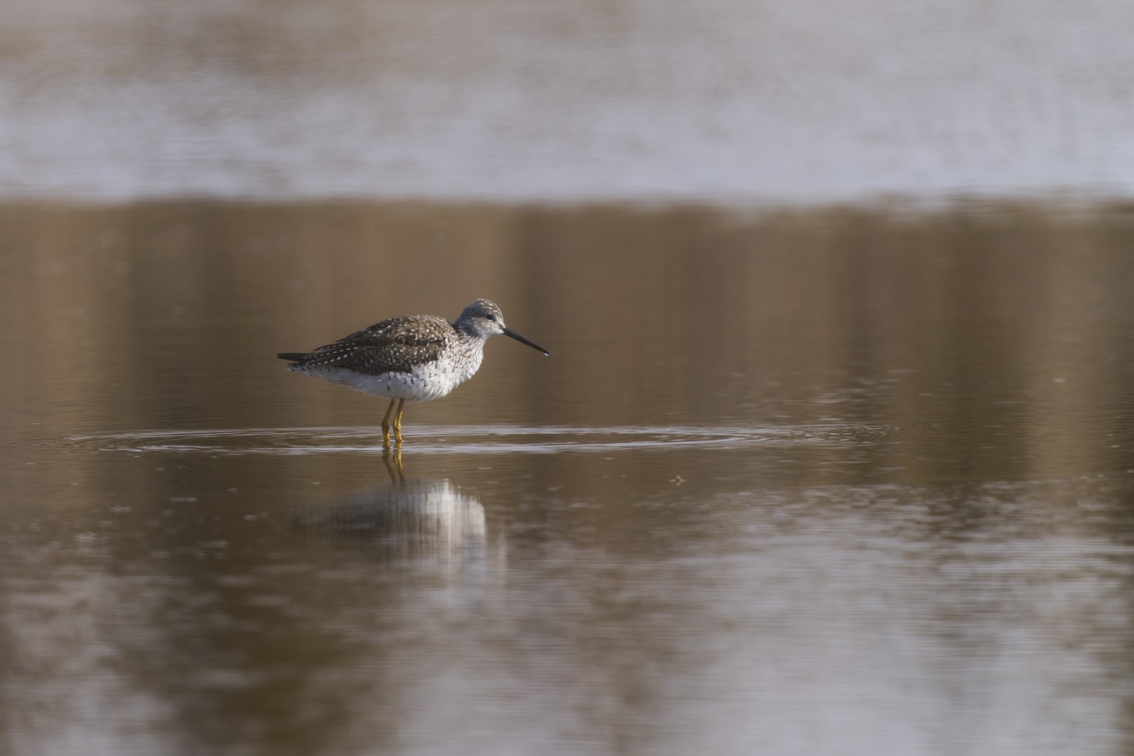 Greater Yellowlegs