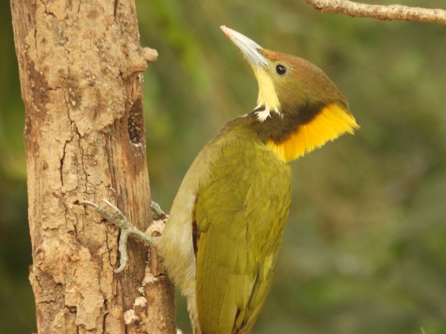 Greater Yellownape