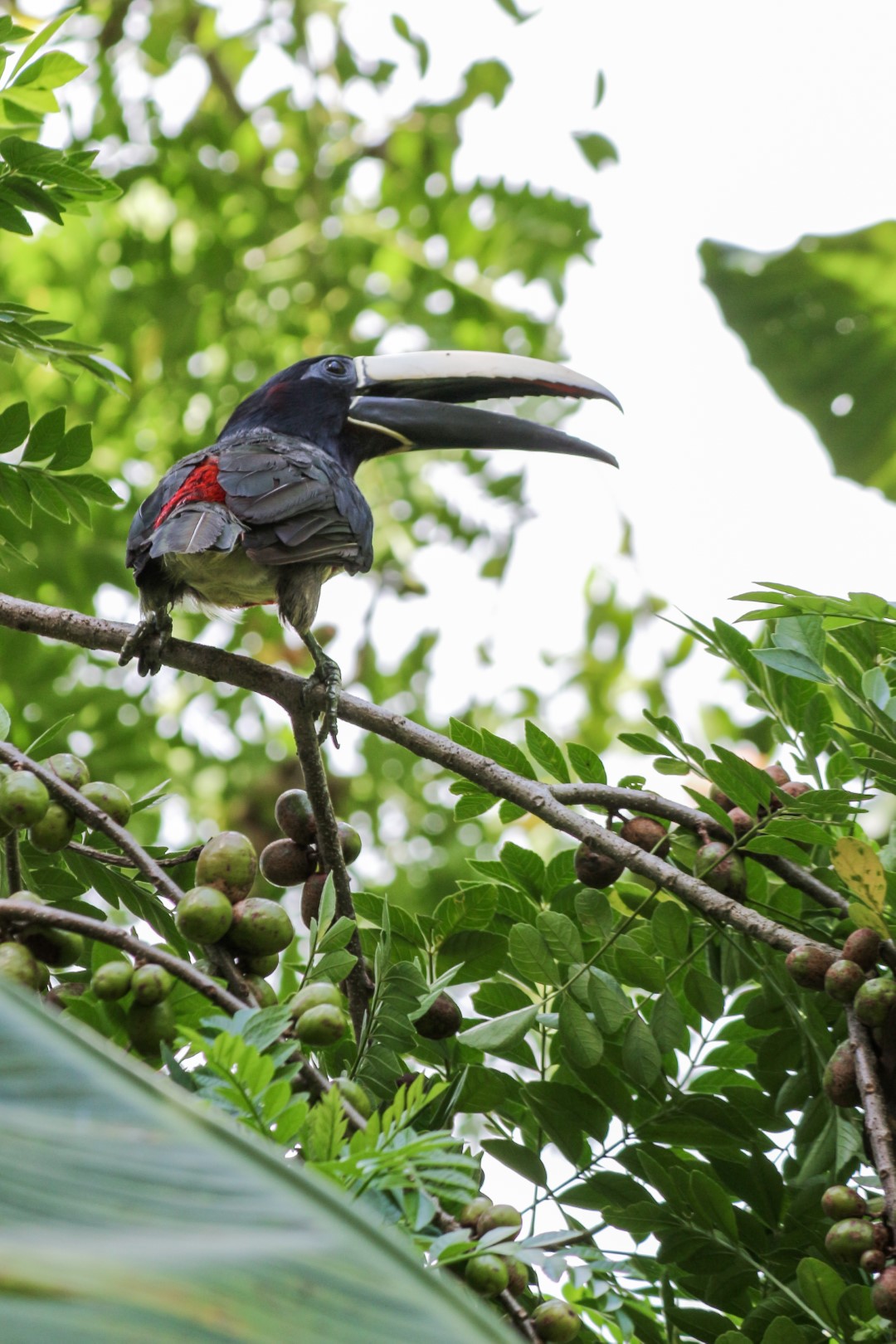 Green Aracari