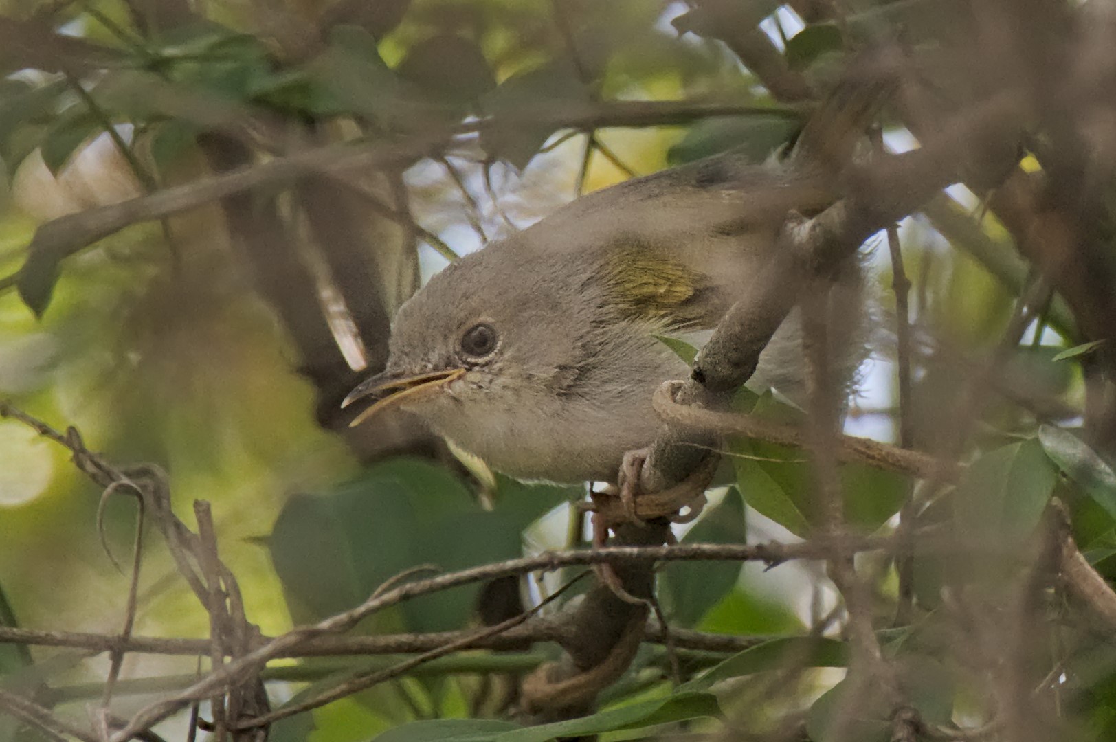 Green-backed Camaroptera
