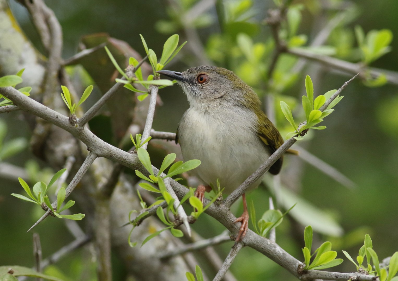 Green-backed Camaroptera
