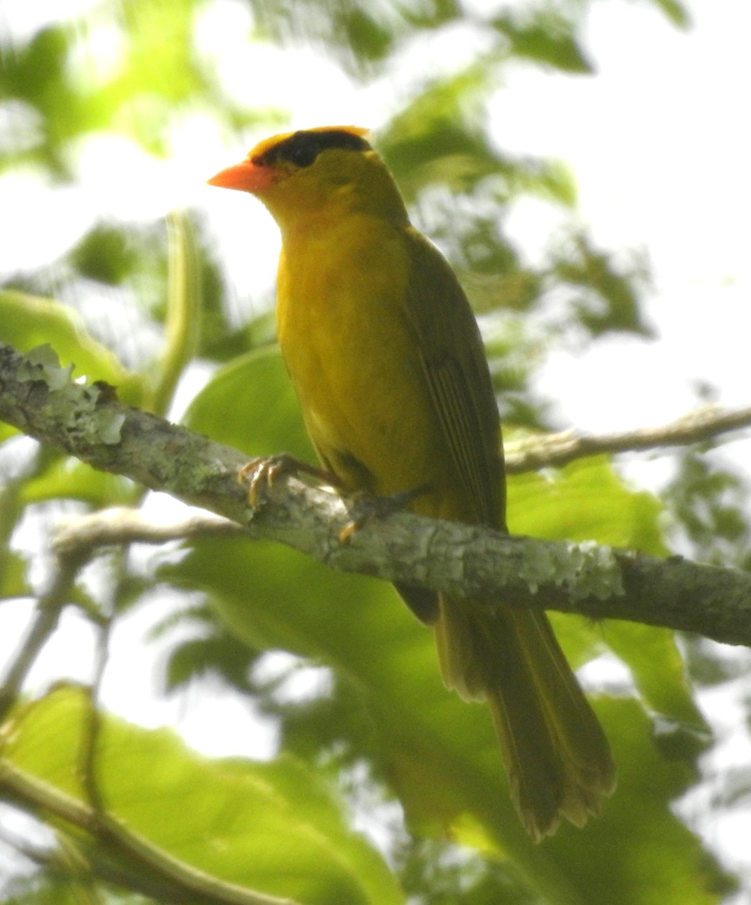 Green-backed Conebill