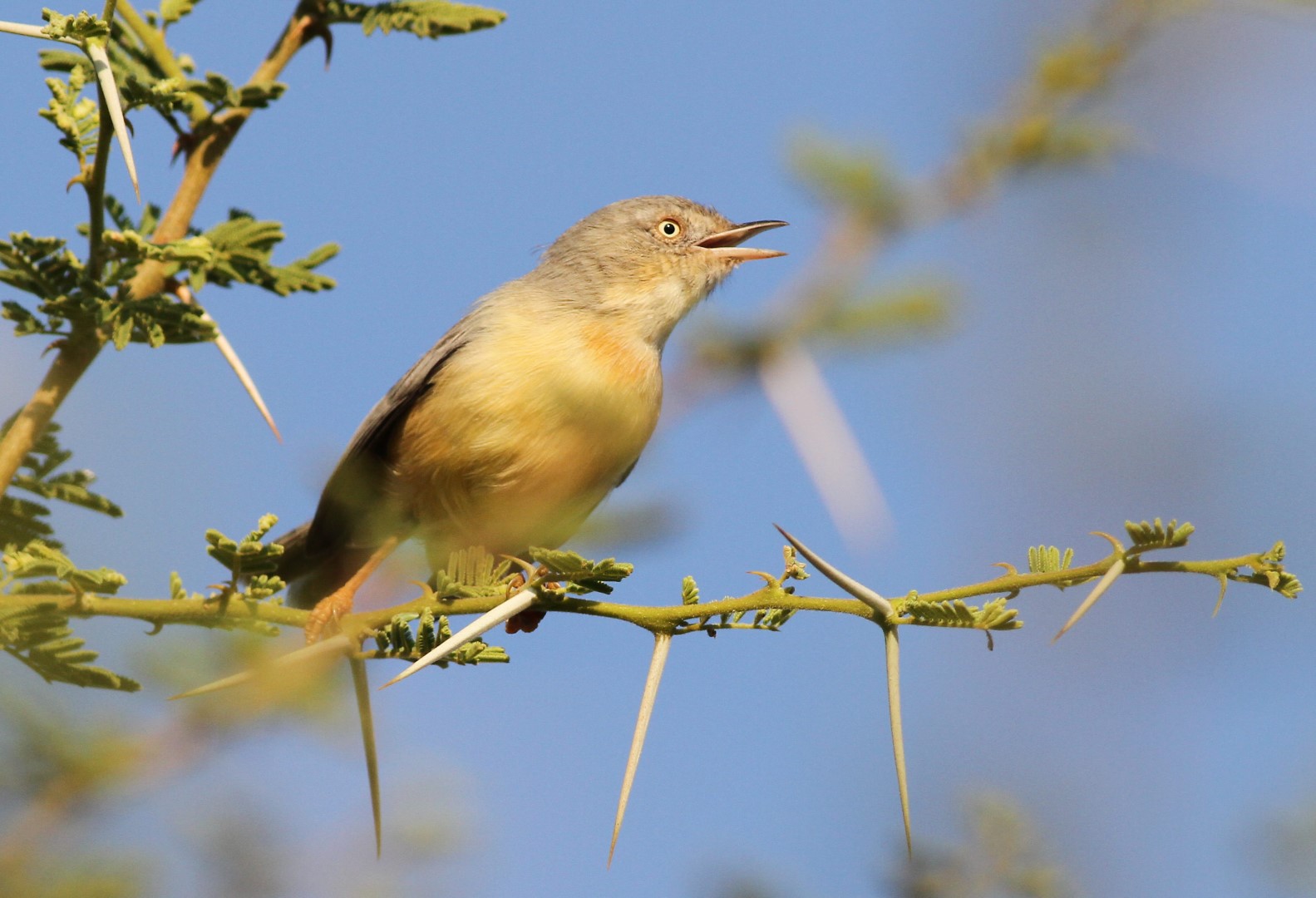Green-backed Eremomela