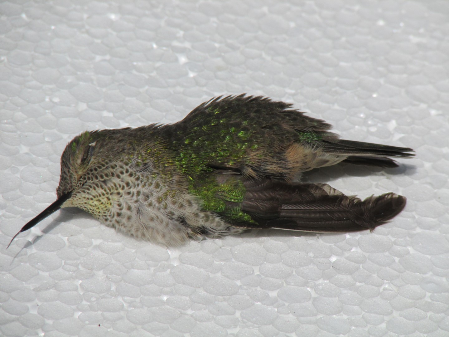 Green-backed Firecrown