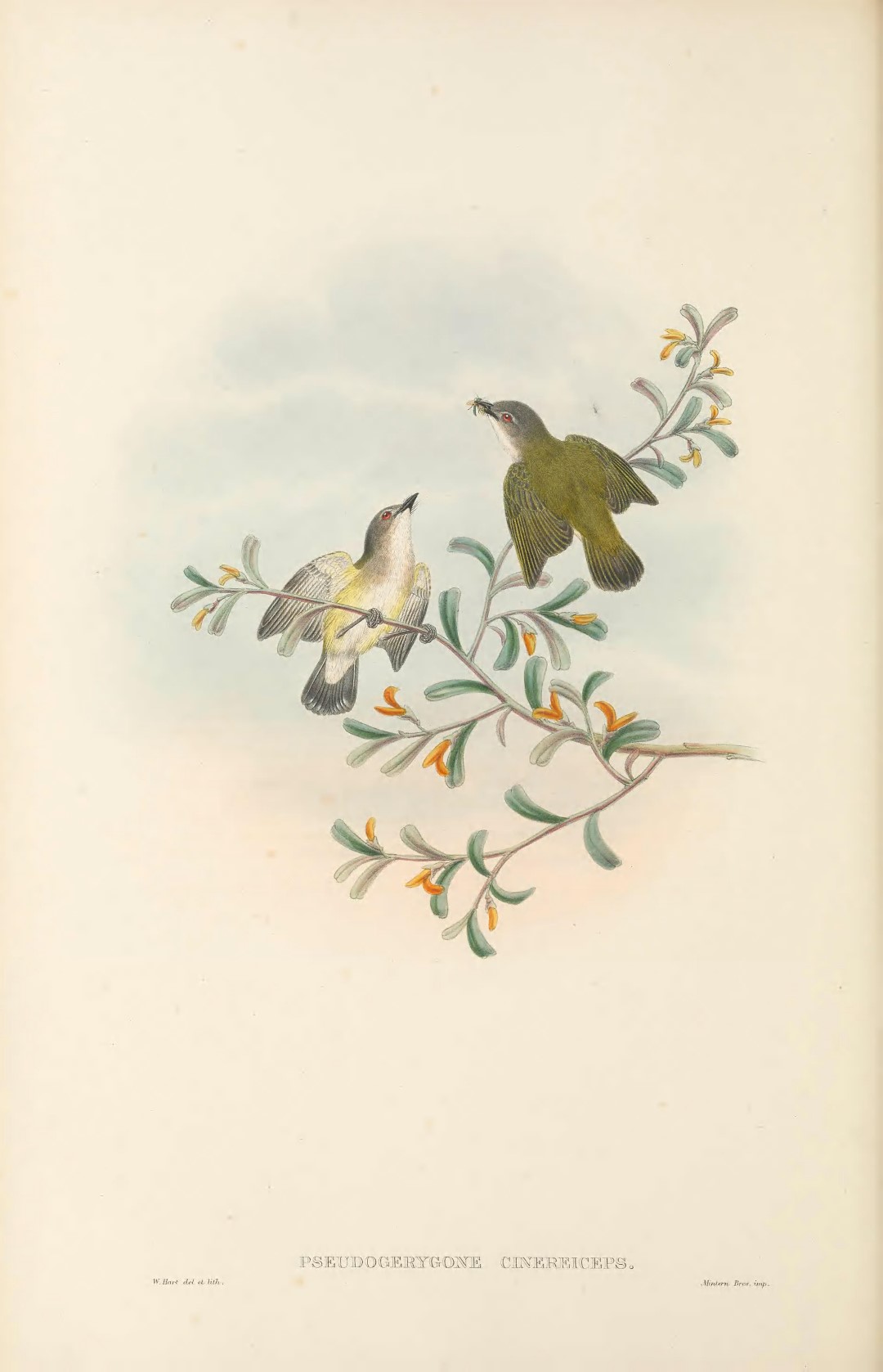 Green-backed Gerygone