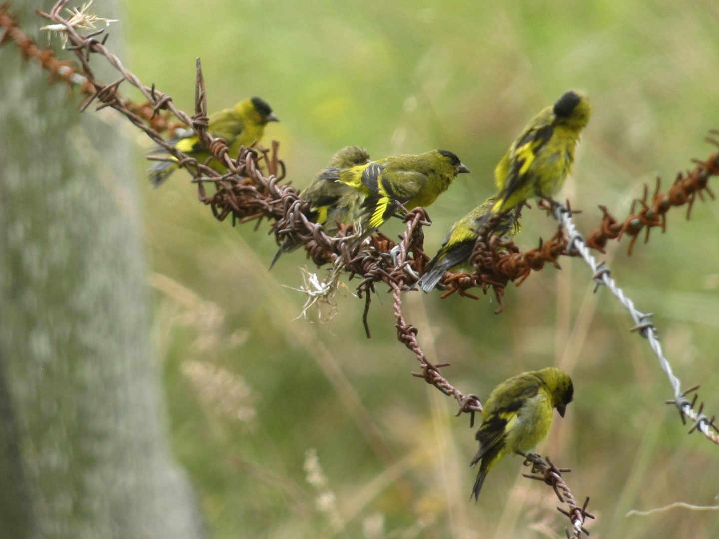 Green-backed Goldfinch