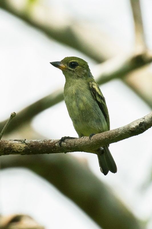 Green-backed Honeybird