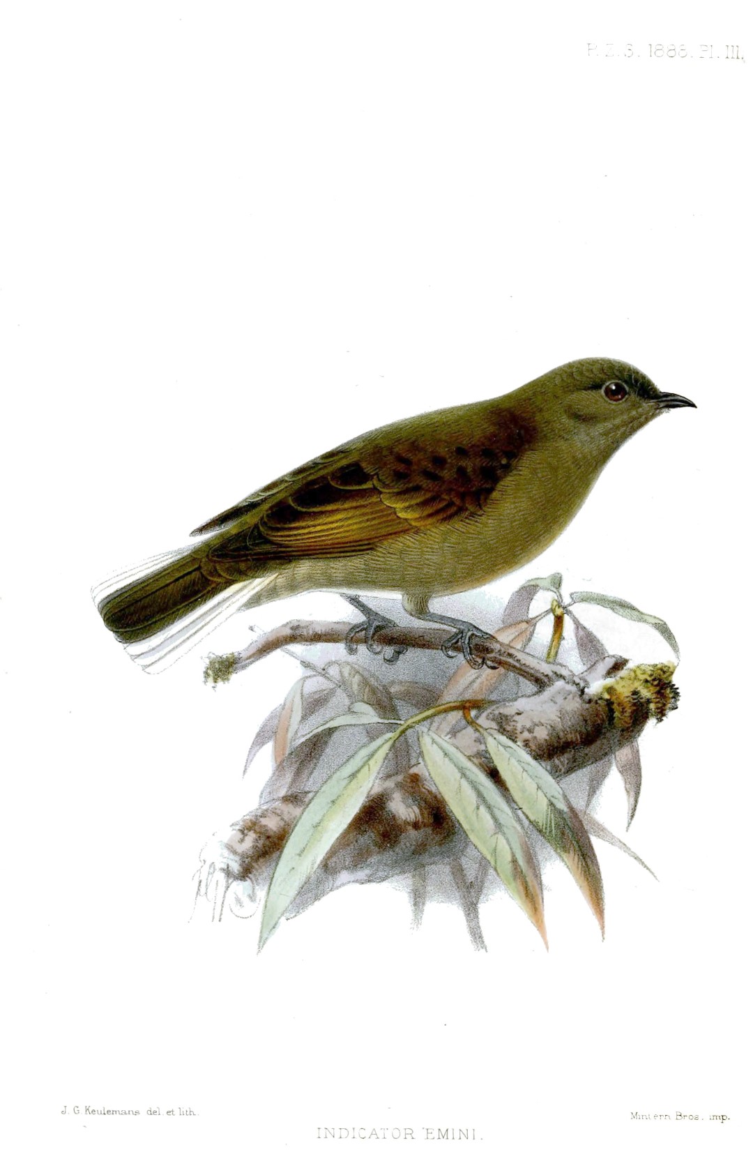 Green-backed Honeyguide